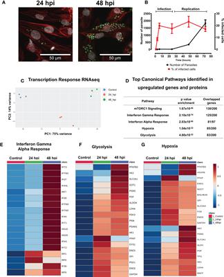 Cardiomyocyte infection by Trypanosoma cruzi promotes innate immune response and glycolysis activation